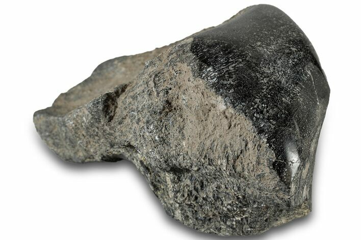 Polished Fossil Dinosaur Bone (Gembone) Section - Wyoming #309391